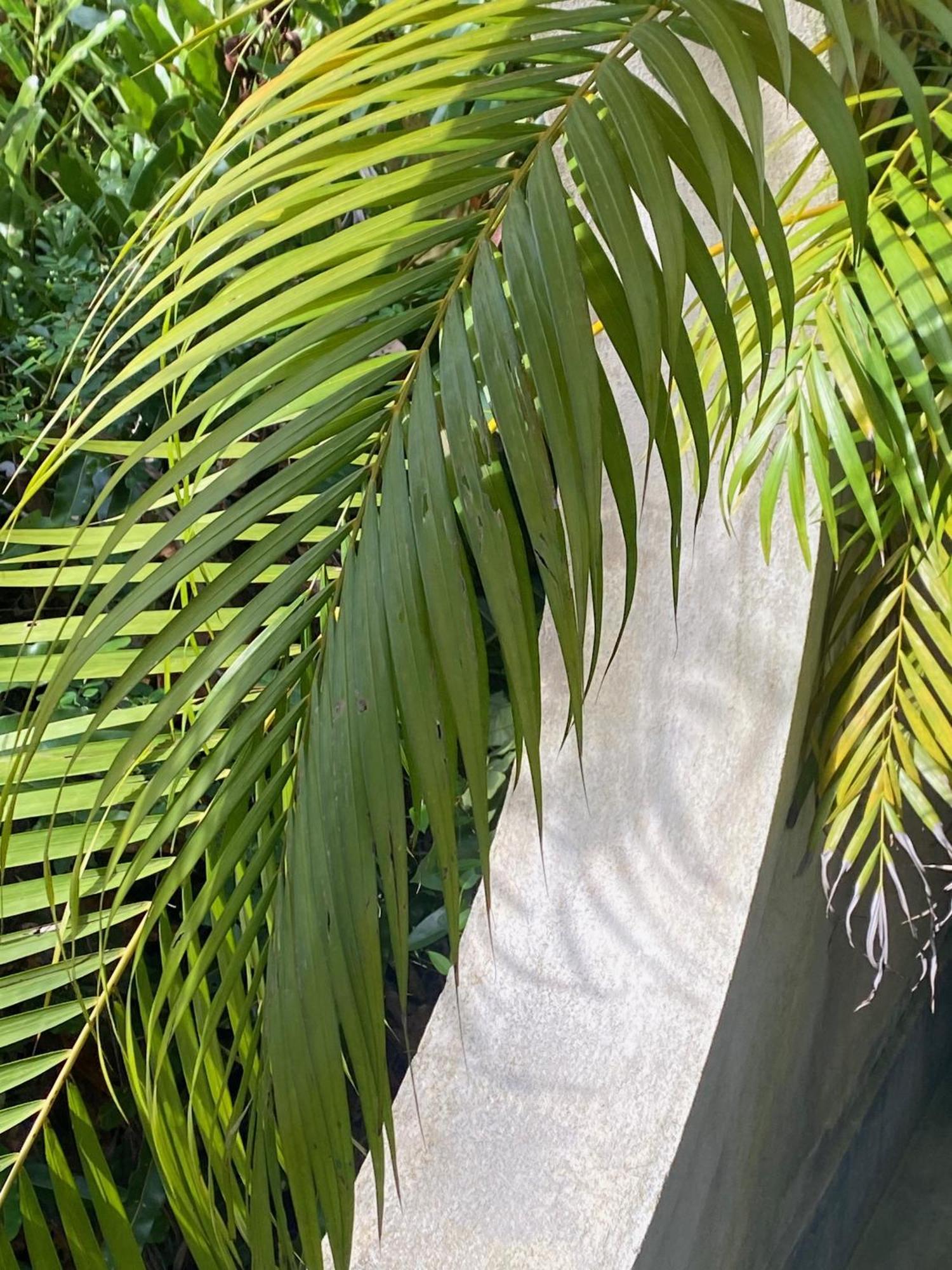 Kaju Green Eco Lodges Unawatuna Εξωτερικό φωτογραφία